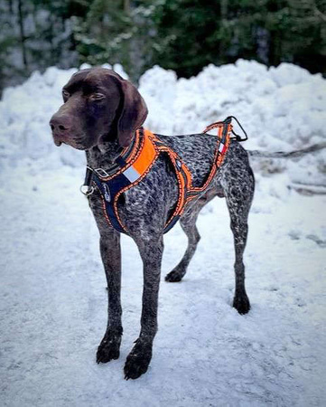 Uprząż ZeroDC FASTER ROYAL rozm. XL