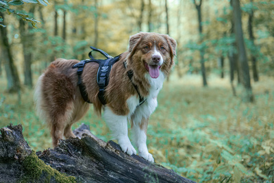 Szelki SHARK rozm. L