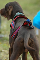 ZeroDC Harness FASTER size S sleddog sport, canicross, bikejoring and skijoring