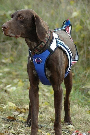 Uprząż ZeroDC FASTER rozm. S