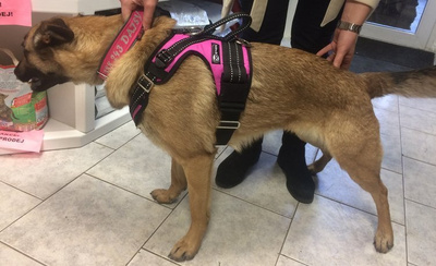 Szelki KODIAK rozm. M / pomarańczowe