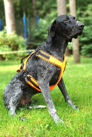 Szelki EASY PEASY rozm. L