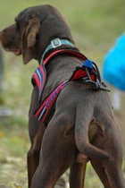 ZeroDC Harness FASTER size L, sleddog sport, canicross, bikejoring and skijoring