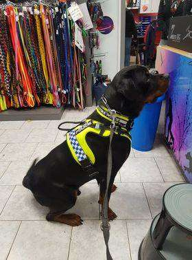 Szelki KODIAK rozm. M / pomarańczowe