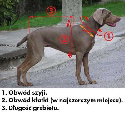 Szelki SHORT rozm. M