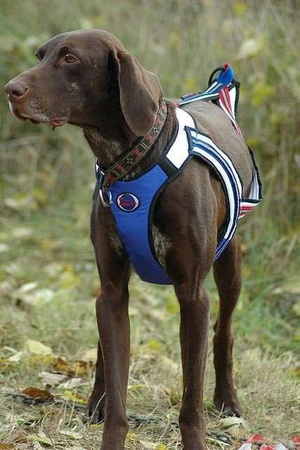 ZeroDC Harness FASTER size M sleddog sport, canicross, bikejoring and skijoring