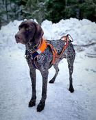 Uprząż ZeroDC FASTER ROYAL rozm. L