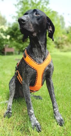 Szelki EASY PEASY rozm. S